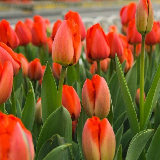 ずぼら主婦ブログ